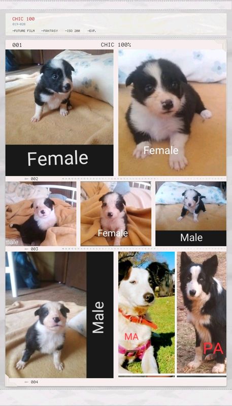 Pure breed bordercollie females and males