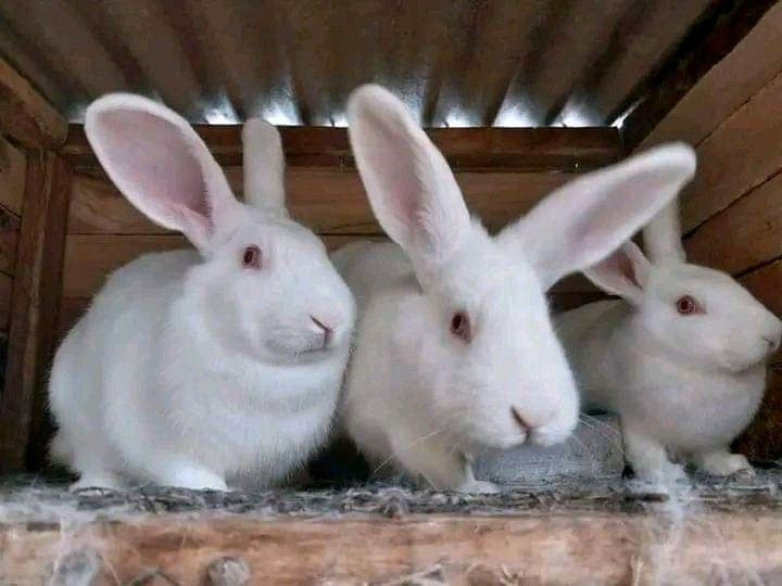 New Zealand Rabbits For Sale