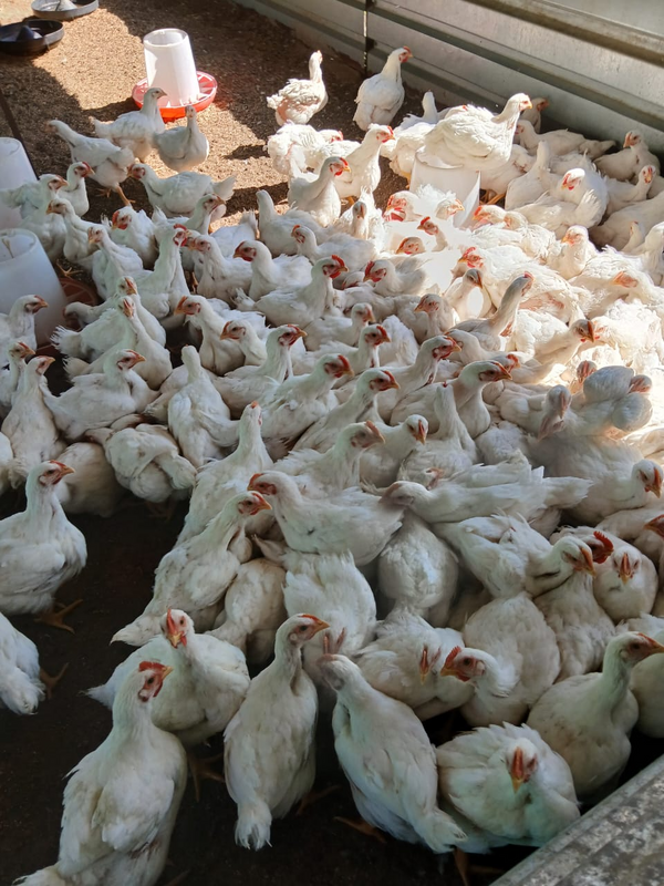 Big Broiler Chickens for sale in Pretoria