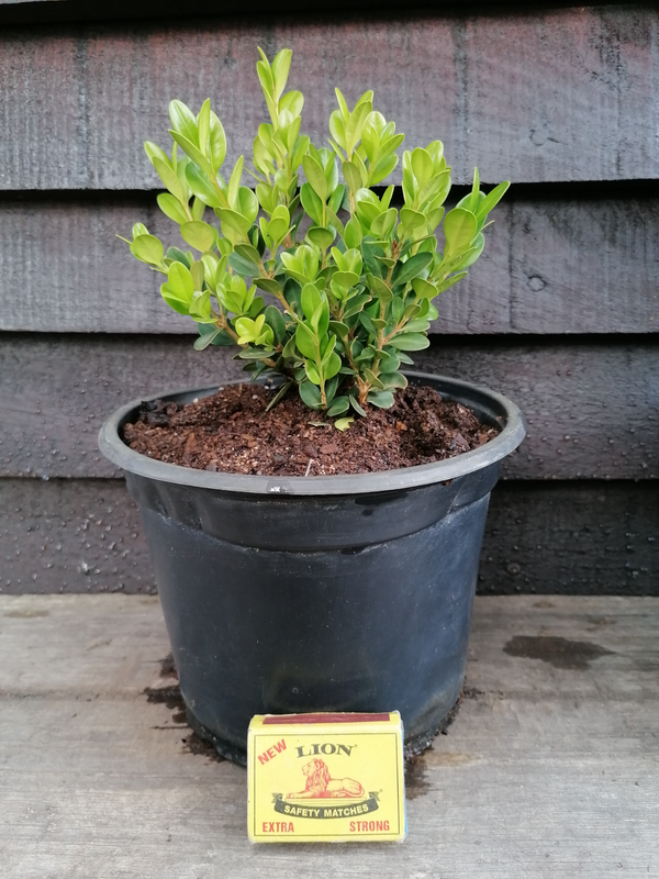Buxus Sempervirens Faulkner/Box in 17cm pots (See picture with matchbox)