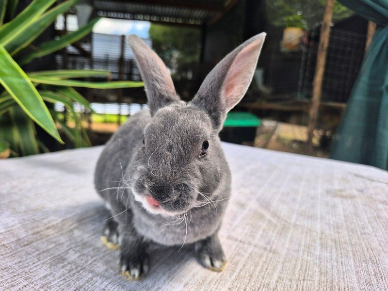 Pure bred standard Rex baby bunny