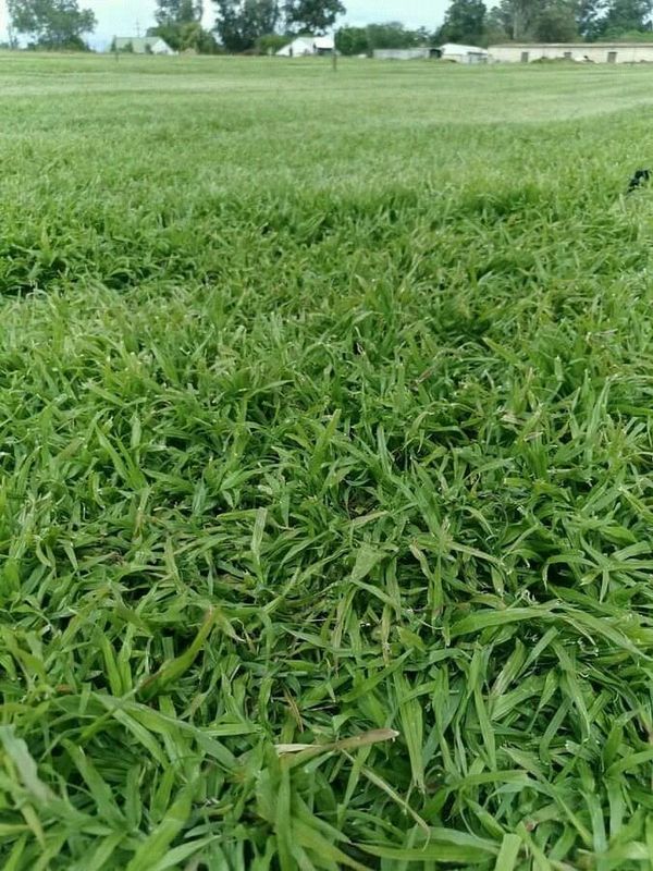 LM Berea (shade)//Buffalo grass//kikuyu grass instant roll on lawn grass weed free
