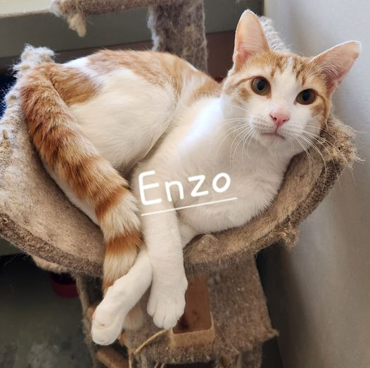 Enzo: ginger cat up for adoption