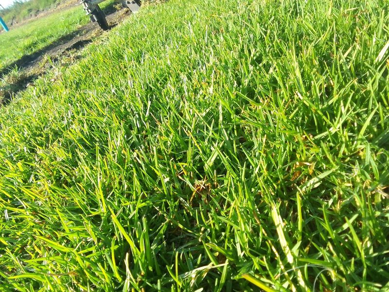 Kikuyu grass and etc