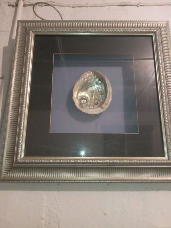 Abalone shell in frame
