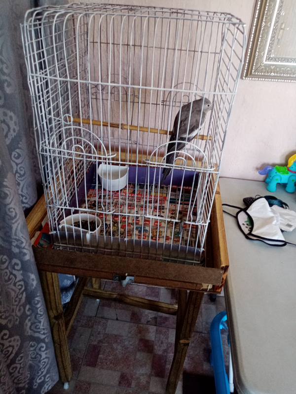 Cockatiel with cage and stand