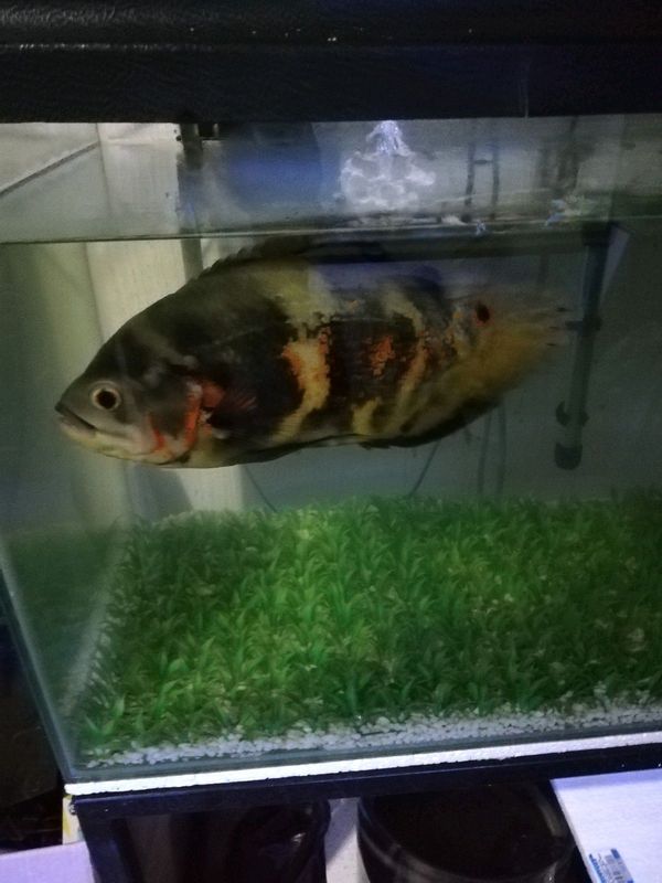 Oscar Fish For Sale