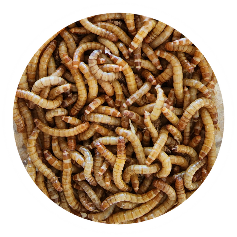 100% Organic Quality Mealworm Stock #Delivery/Collection!