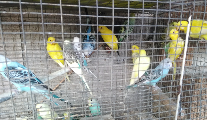 Budgies for sale R70 each