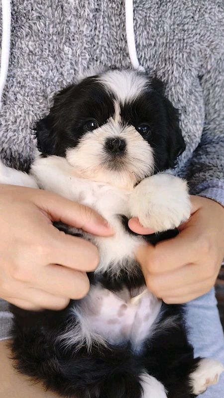 Shih Tzu male pups available