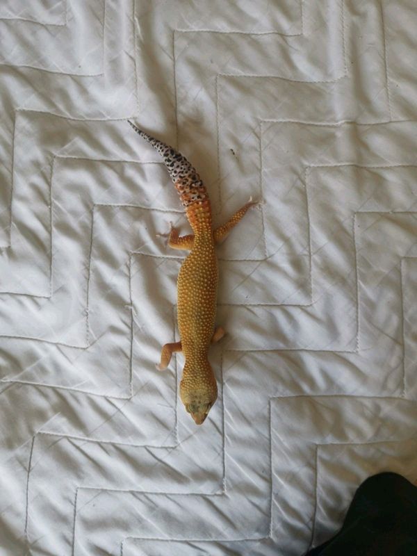 Leopard Gecko and accessories