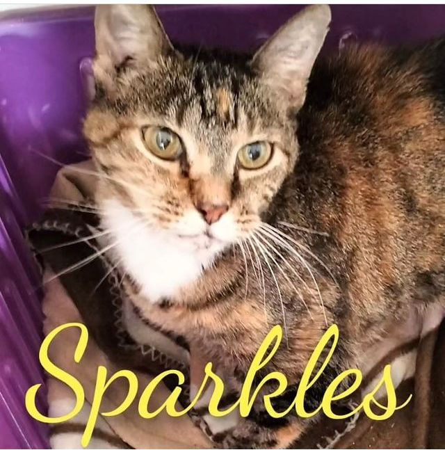 Sparkles: adopt a beautiful cat