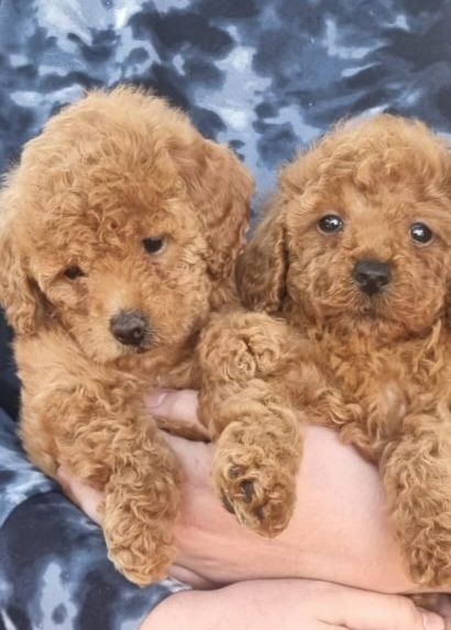 Red toy poodle female