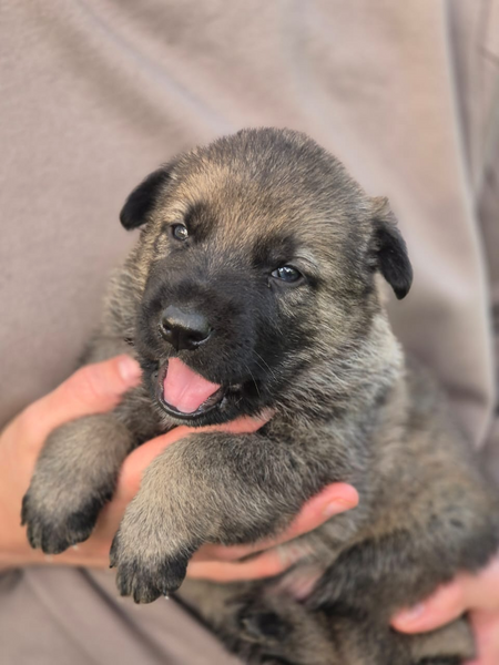 German Shepherd puppies Kusa Registered Schweizer Reneke Gumtree South Africa