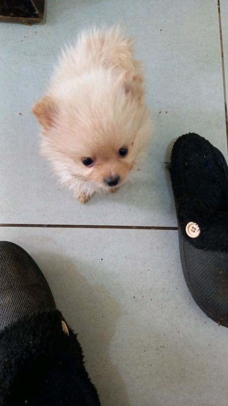 Purebred miniature toypom male puppy
