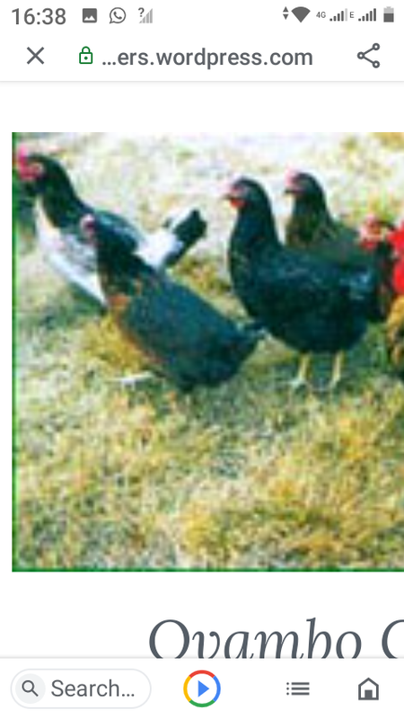 Free range point of lay hens