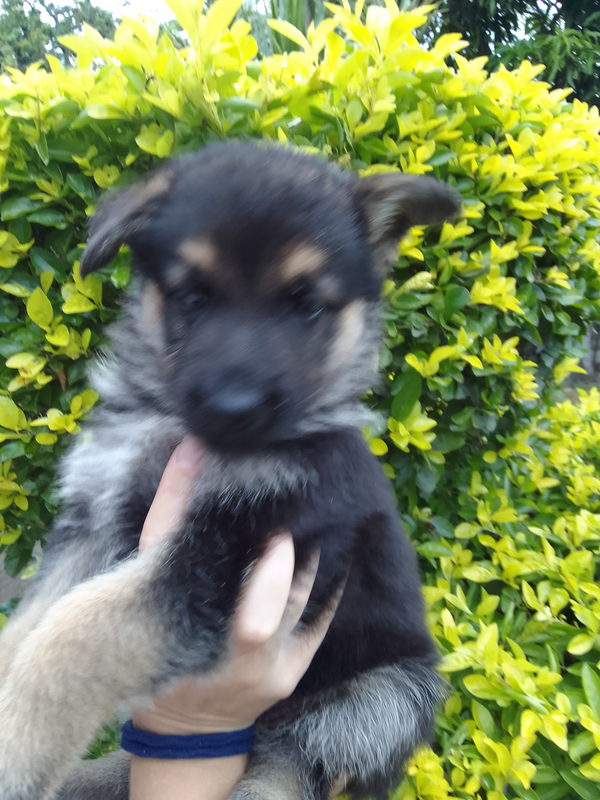 Pure Breed German Shepherd Puppies.