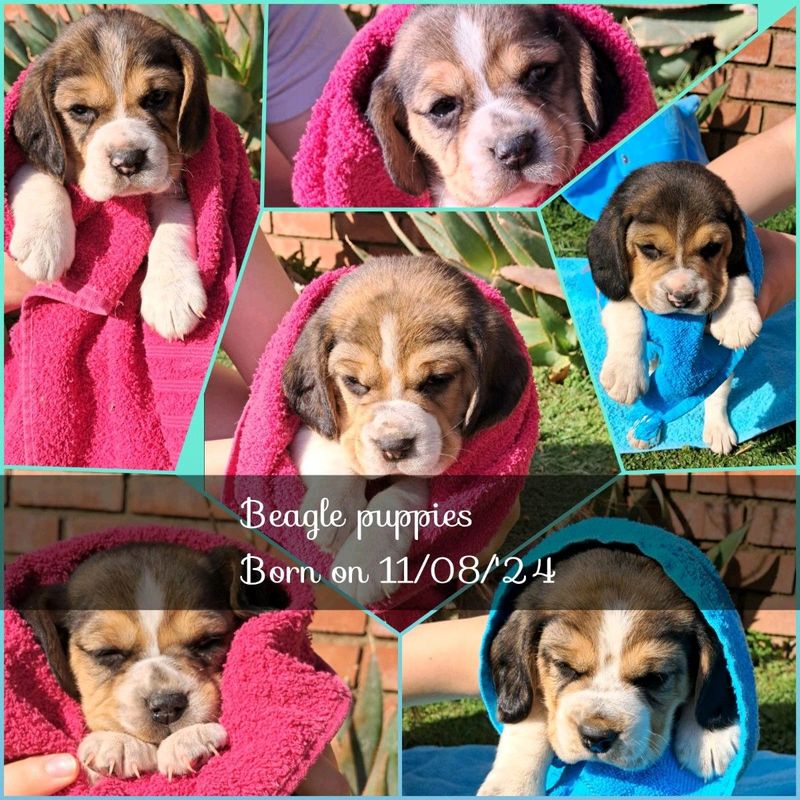 Beagle puppies