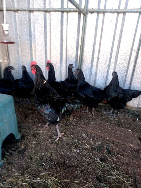 Black australorp chickens for sale