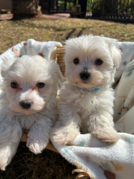 Gumtree maltipoo fashion