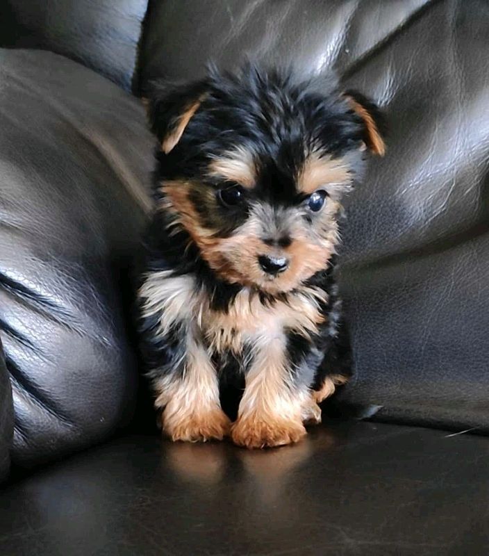 Yorkie Puppies