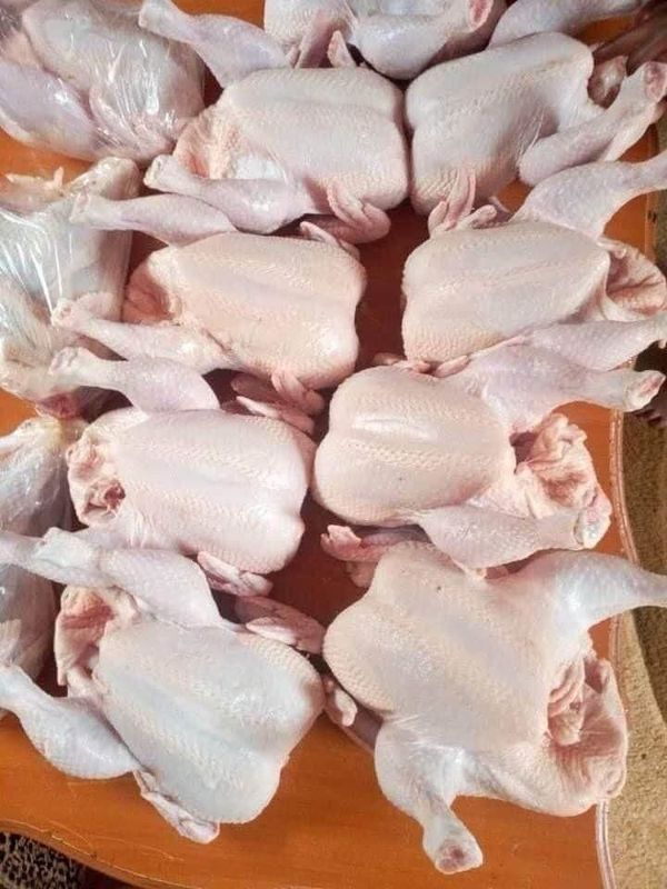 Fresh Chicken