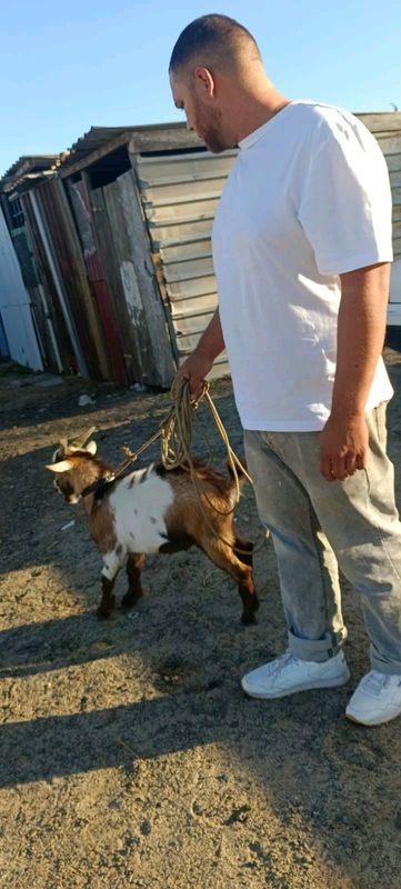 Dwalf goats