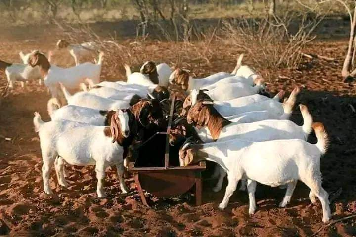 Goats and sheeps available for sell at good prices