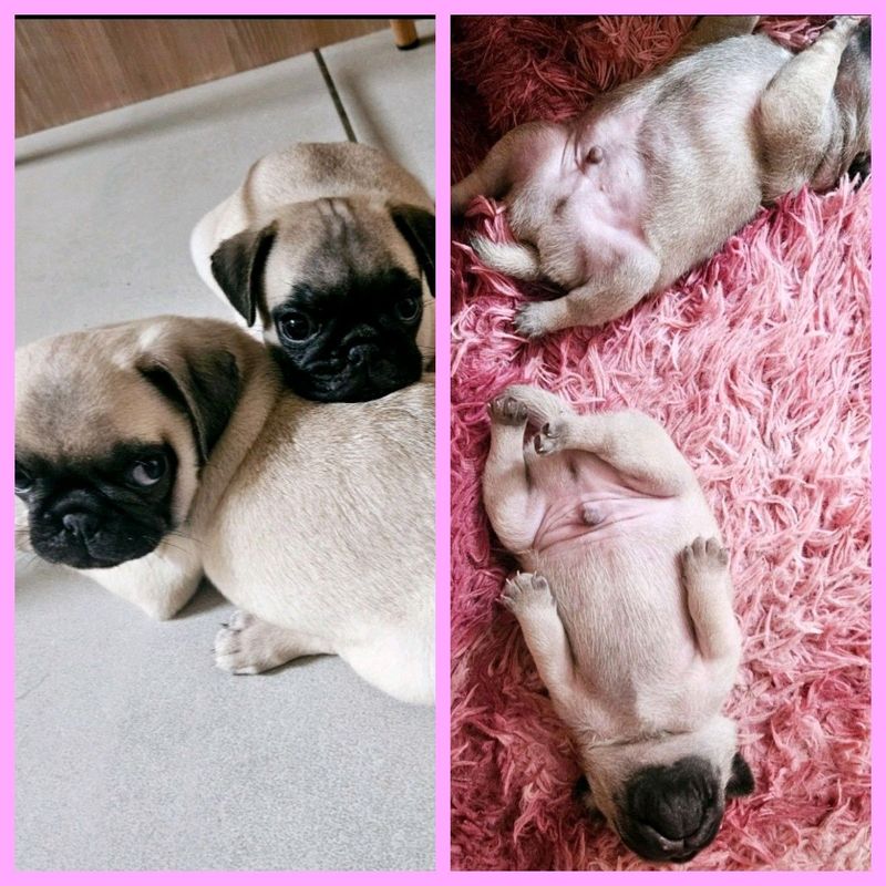 PUG PUPPIES!!!!