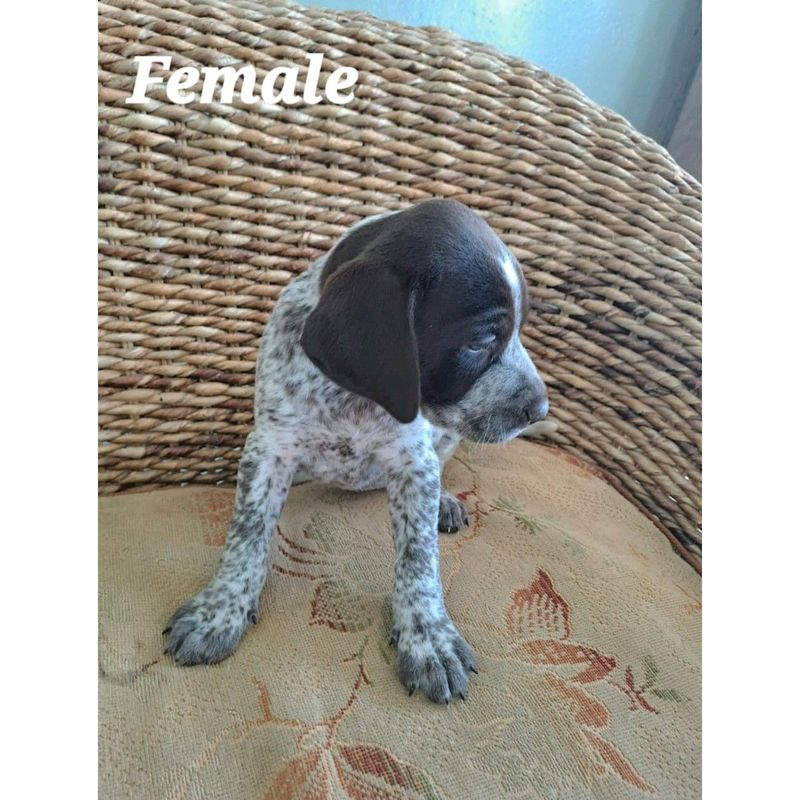German Short Haired Pointer Puppies (GSP) Available