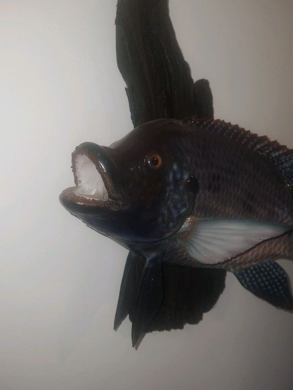 Fiberglassed Mozambique tilapia