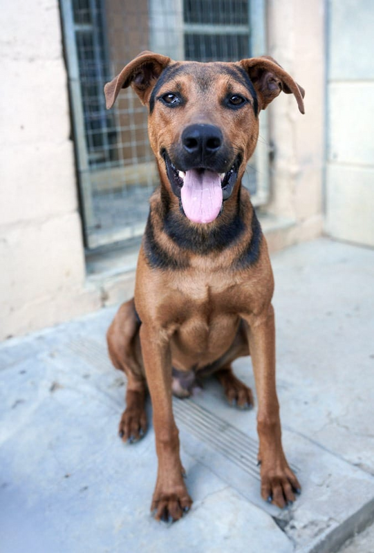 Tyson: a very sociable, easy going dog, contented, affectionate and playful