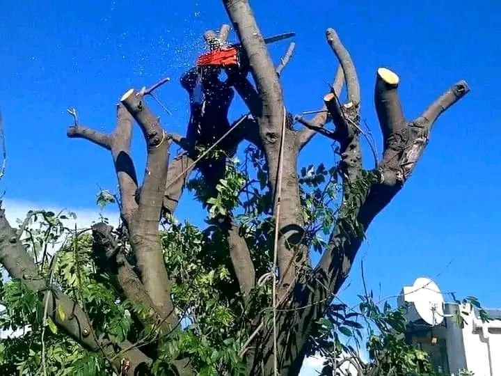 Tree felling