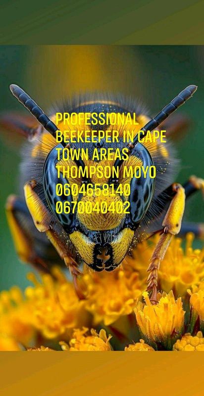 Bee and wasp nest removal all areas in cape twn areas