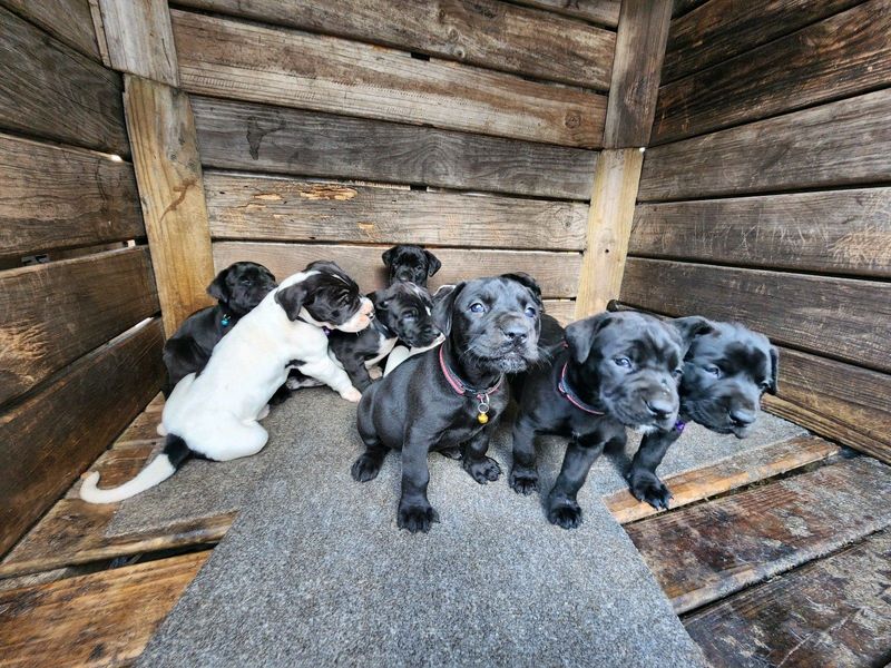 Great dane puppies available cpt