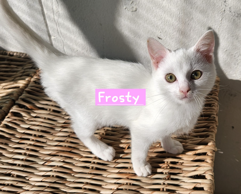 Frosty: White cat up for adoption