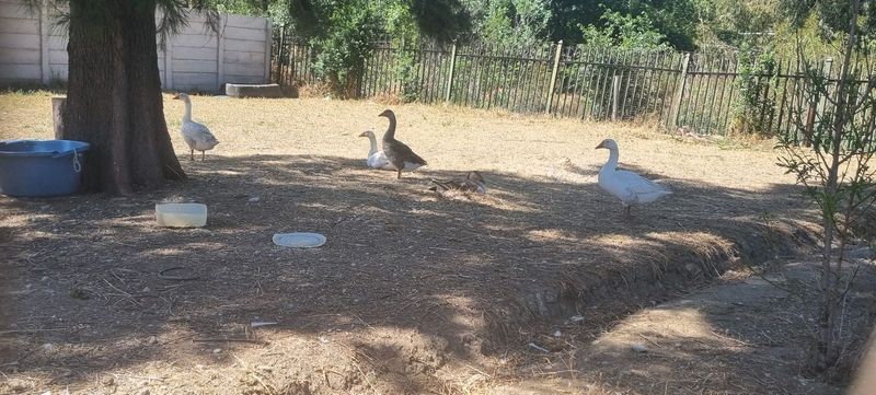 Geese adult pairs