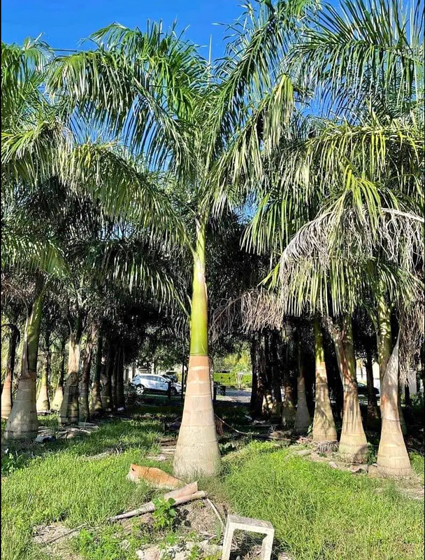 Royal palm trees available with affordable prices free delivery and planting