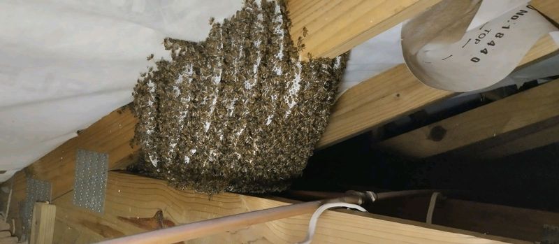 Honey Bee removals