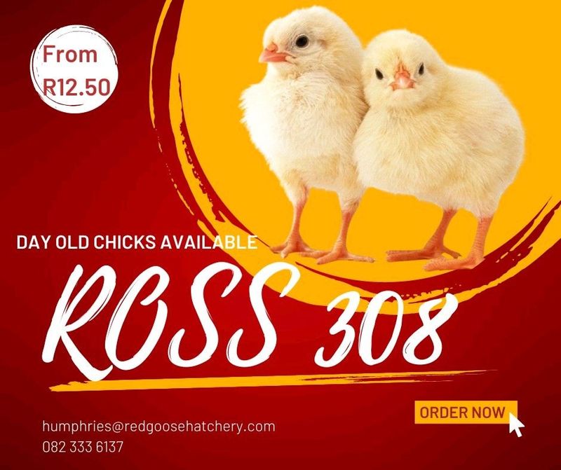 Day Old Ross 308 Broilers