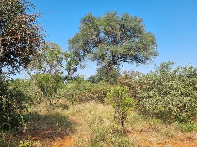 Bushveld stand for sale in Raptors View.