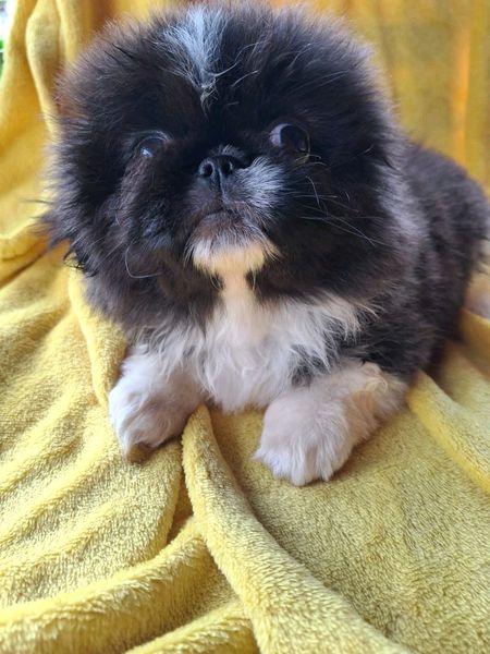 Miniature Chocolate Pekingese Boy Eastern Pretoria Gumtree South Africa