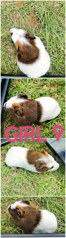 Adorable guinea pigs