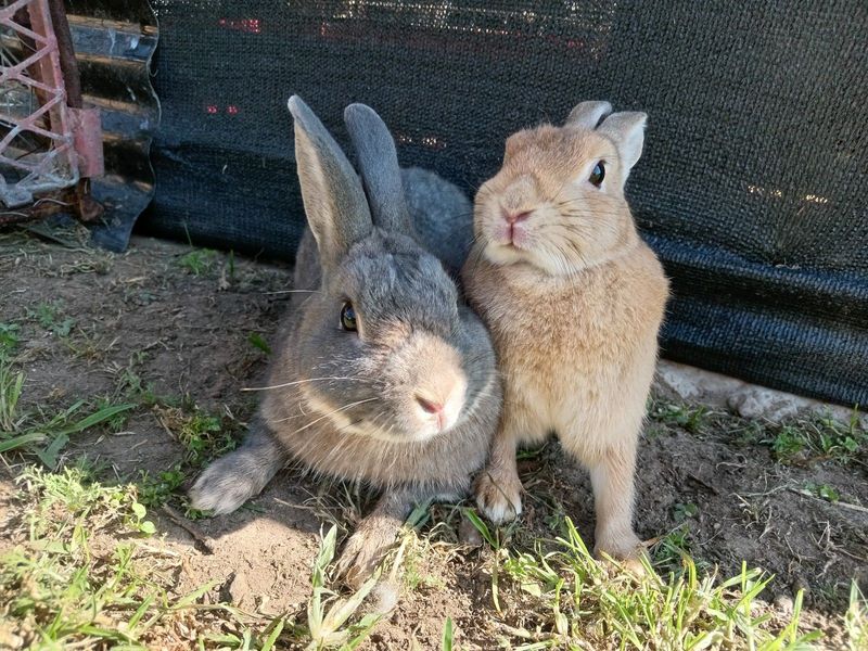 Rabbits available