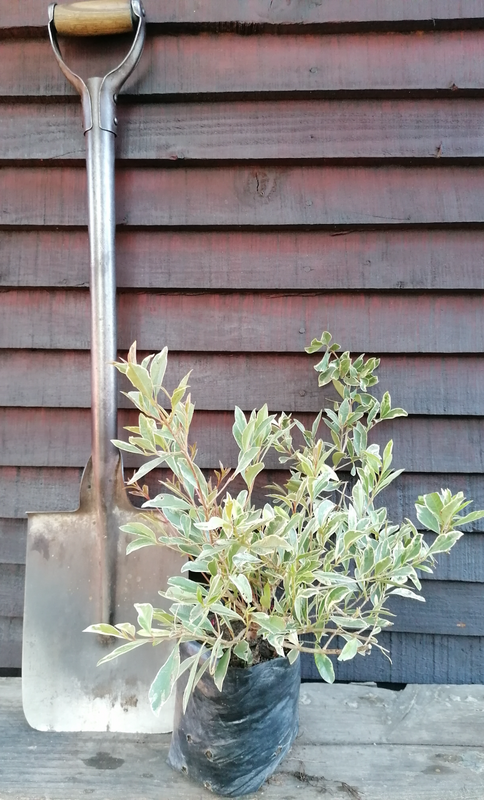 Rare Variegated Eugenia Myrtifolia/Syzygium Paniculatum in 4kg plant bags