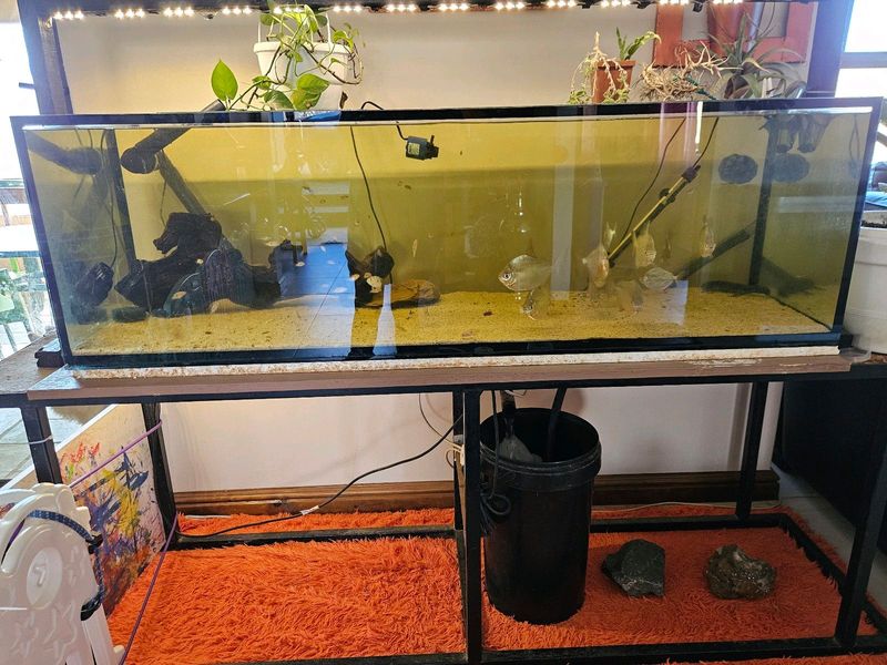 1.5M Fish Tank with Stand