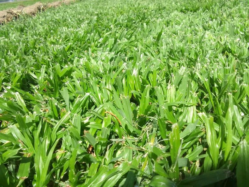 We supply and install LM Berea grass