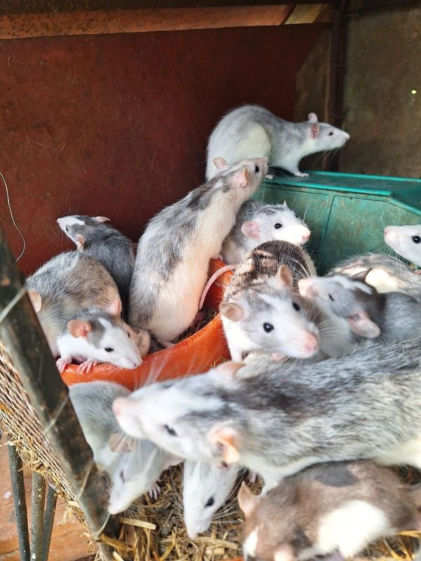 Silver Dumbo rats for sale Krugersdorp