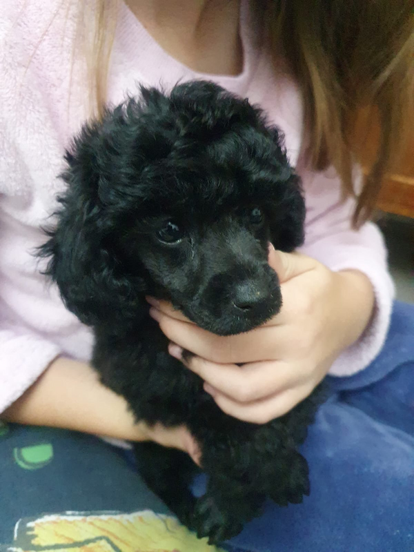 Toy Poodle puppy Available