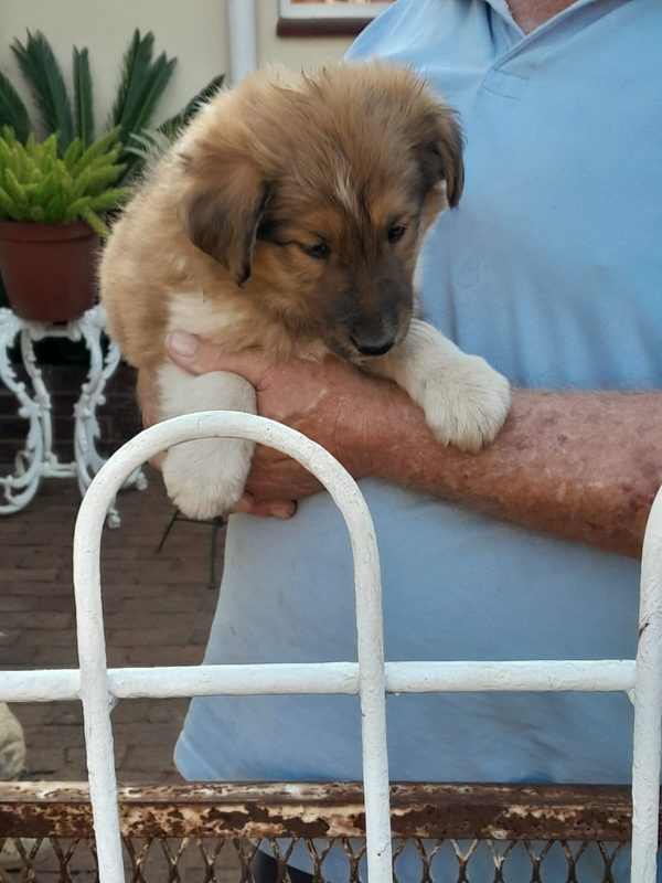 ADORABLE 5 WEEKS OLD ROUGH COLLIES IN JHB SOUTH KIBLER PARK